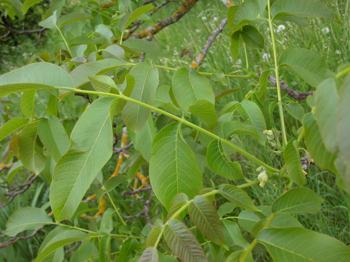 Walnut leaf